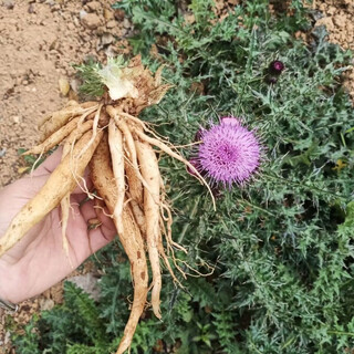 Thistle seeds spurs root chicken wing root soup chinese medicinal materials perennial herb seeds thistle seeds 206 tablets + fertilizer