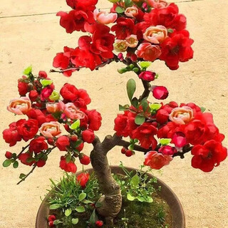 Begonia flower potted saplings bonsai cold-resistant old pile courtyard balcony plants indoor flowers longevity blooming in all seasons blooming in all seasons long-lived crown crabapple seedlings 1