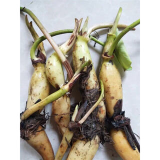 New space lotus no. 36 lotus root seedlings, high-yielding lotus seed lotus seeds, lotus root seedlings, edible fruit lotus seed seeds, pond planting, 50 selected lotus root seedlings with buds, purebred first-generation seedling belt