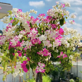 1158 people praised the four-season flowering bougainvillea seeds, authentic brazilian rare variety climbing vine with three double petals, coconut ice, bougainvillea seeds, 20 capsules