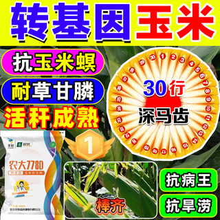 Starker mann, gentechnisch veränderte maissamen, hoher ertrag, kurzer stiel, lagerungsresistenz, trockenheitsresistenz, krankheitsresistenz, maiszünslerresistenz, großer stock, echter mais, nationale zulassung gentechnisch verändert, 4100 körner