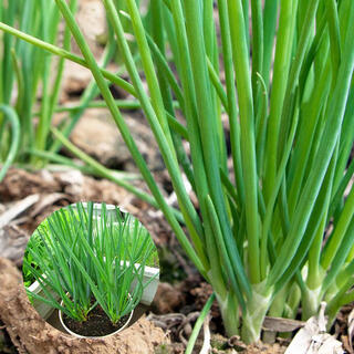 Divide multiple onion seeds into four-season potted plants that are heat-resistant and cold-tolerant. divide multiple small chive seeds into 3 packs of onion seeds.