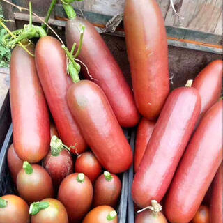 Red honey melon, south american fragrant ham and melon seeds, fruits and vegetables, seed juice like honey, ham and melon, 10 pieces in bulk