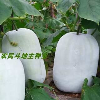 Local old variety short white haired winter melon seeds traditional large winter melon farm taste pink skin winter melon seeds 10 pieces