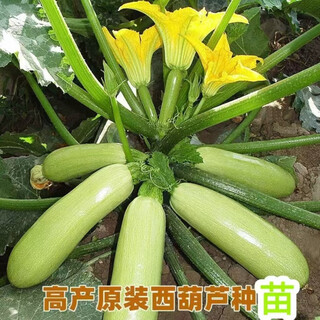 Early-maturing zucchini seedlings, cold-resistant and disease-resistant zucchini seedlings, balcony seedlings, courtyard planting zones, soil-prone zucchini seedlings (4+1)