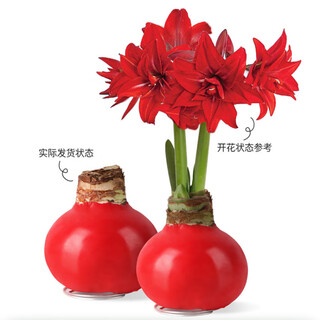 Подарочная коробка луковица амариллиса красный восковой шарик большой шарик восковой шарик двойного цветения четыре сезона сургуч печать амариллис двойной (красный гладкий) окружность 24-26 см