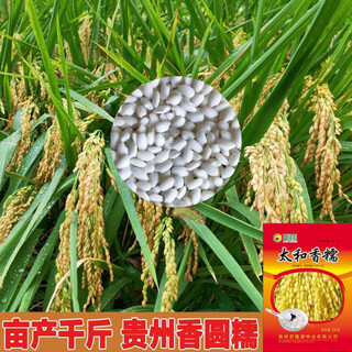 Guizhou fragrant glutinous rice seeds, short-grain glutinous rice seeds, round-grain glutinous rice seeds, glutinous rice seeds can be saved for planting, one bag of taihe fragrant glutinous rice (200 grams), round-grain glutinous rice seeds