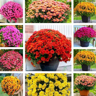Thousand-headed chrysanthemum four seasons chrysanthemum seeds double-petaled chrysanthemum seeds balcony garden potted easy-to-live flower seeds no. 1 thousand-headed chrysanthemum seeds 10 color mixes sf seasonal new seeds two packs about 602 capsules