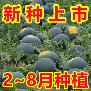 Qizhe black-skinned seedless watermelon seeds, super sweet, high-yielding, thin-skinned, red-heart, extra-large watermelon seeds, vegetable and fruit seed larvae for all seasons, selected grains, 1 pack of about 40 seeds, new black-skinned seeds