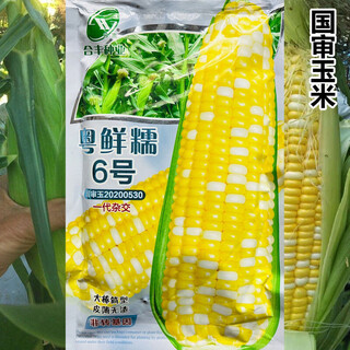 Yuexiannuo no. 6 fruit corn seed field base planting hybrid big stick yellow sweet corn seed yuexiannuo no. 6 original 100g