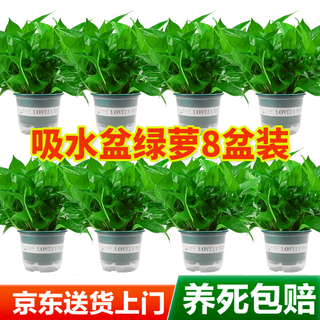 Shuangmeng green radish potted formaldehyde-removing flowers and green plants office 180-gallon self-priming water basin 8 pots straight from the source