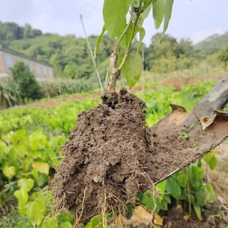 3-year-old red cang seedlings, moringa seedlings, 3 old red cang seedlings