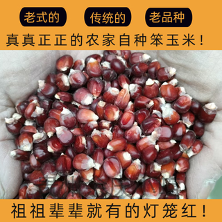 Old variety lantern red corn, traditional 1970s old-fashioned farmhouse reserved seed corn on the cob, edible red corn 50g, about 200 grains