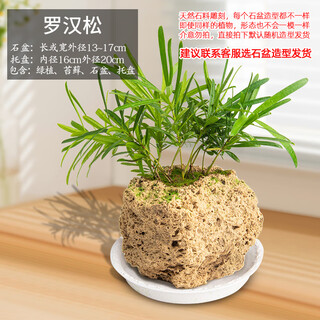 Stone flower pot absorbent stone water stone original stone natural flower pot with asparagus bamboo and calamus succulent micro landscape pot 13-17cm stone pot + podocarpus package one