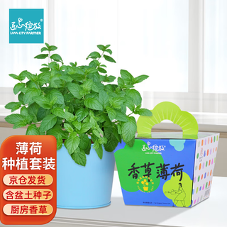 Iam city farmer mint diy plant potted kindergarten fun planting potted planting desktop planting edible mint seeds 10082