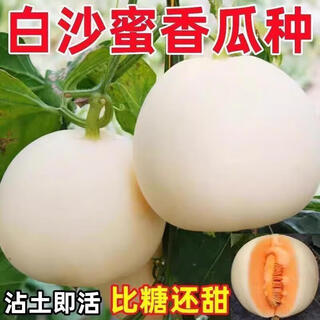 Qizhe super sweet white sugar melon seed super sweet early melon ripe seed white honey melon can high yield sweet sugar melon seed fruit all seasons white sugar melon seeds 1 pack 50 seasonal