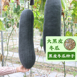 Fengming yashi winter melon seeds black skin winter melon seeds spring and autumn large winter melon seeds field vegetable seeds spring rapeseed large black skin winter melon seeds 10g
