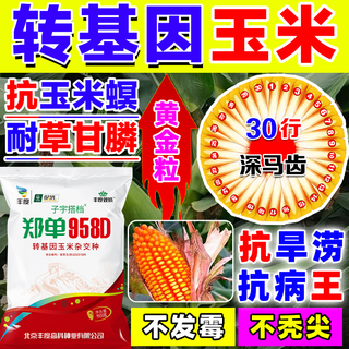Strong man genetically modified corn seeds resistant to corn borer, double cobs, low stems, lodging resistant, disease resistant, hard large cobs, corn seeds, genetically modified super resistant, 4300 capsules