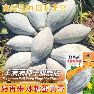 Qi zhe rock sugar egg yolk scented pumpkin seeds dry sweet noodles noble ugly melon sweet chestnut pumpkin seeds northeast golden chestnut rock sugar egg yolk scented pumpkin 1 pack + fertilizer