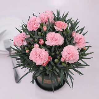Shipped with buds, carnation potted plants, balcony indoor flower potted plants, office flowers and green plants, pink carnations with buds