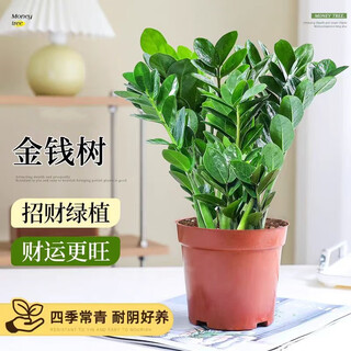 泰西丝金钱树绿植盆栽花卉桌面懒人好养绿植 小金钱树不含盆 源头直发