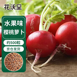 Huawoli cherry radish seeds fruit radish balcony vegetable seeds radish four seasons rapeseed 5g/about 500 grains