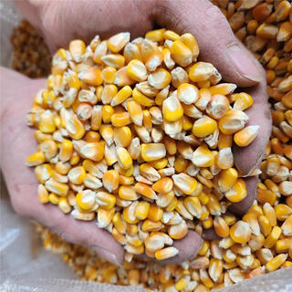 Chicken feed, corn crushing, corn stubble, corn slag, chicken feeding, chicken fishing, nesting, duck and goose grain, whole grains, unbroken corn kernels, 50jin, jin is equal to 0.5 kilograms