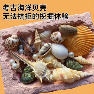 皓乐爽儿童考古挖掘贝壳玩具挖宝藏男女孩DIY手工盲盒石膏化石沙滩 考古海洋贝壳+工具