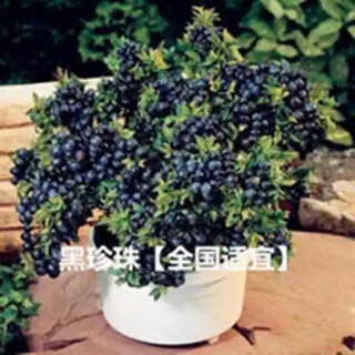 Strawberry seeds, blueberry seeds, blueberry saplings, raspberry seeds, potted blue plum trees, fruit trees, black pearls 300 capsules (blueberry)