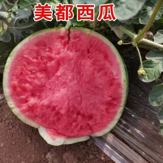 Watermelon seedlings grafted 8424 extra sweet kirin super sweet seedless midu watermelon seedlings potted watermelon seedlings fire super sweet buy 4+2 (real harvest 6) + fertilizer