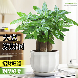 Flower man attracts wealth and good luck bonsai green plant potted plant a-grade large pot three-pole money tree (lotus porcelain pot) straight from the source