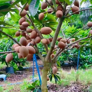 Mommy fruit saplings, potted ground planting, north and south planting, courtyard planting, mommy - aaa+ high-quality large seedlings, buy 1 song 1 piece