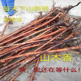 Mountain woody red thorn root green plant potted grafted rose flower log material courtyard bonsai bifurcated old pile 168 pieces does not include pots