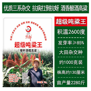 Dwarf glutinous sorghum king super ton iron dwarf big-headed red sorghum seed dwarf bird-resistant brewed high-yield sorghum ton grain king 1 jin jin is equal to 0.5 kilograms wine glutinous sorghum plant height 1 meter -