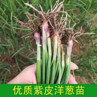 Special for planting, fruit purple-red skinned onion seedlings, direct delivery from field planting seedling base, low price, good quality (special for planting), purple-skinned onion seedlings, 100 pieces