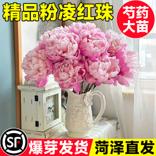 Linya peony flower seedlings double petals with buds large seedlings flowers bloom all year round balcony courtyard peony potted plants peony pink beads flower diameter 15cm