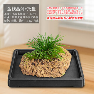 Stone flowerpot absorbs water, water-stained stone, original stone, natural flowerpot with asparagus, bamboo, calamus, succulents, micro-landscape pot, 13-17cm stone pot + money calamus, package 2