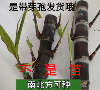 Guangxi authentic black sugarcane seedlings seedlings sugarcane seeds wholesale potted plants can be planted crispy and sweet, can be planted in the north and south, 10 black sugarcane roots with 3-6 spores, guangxi sugarcane seedling heads