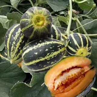 Qizhe seedless watermelon seeds with black skin and red flesh, extra large lazy super sweet giant seedless watermelon fruit seeds with crack-resistant melon, rock sugar melon 1 pack + black skin seedless watermelon 1 pack