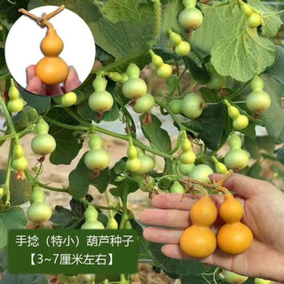 Hand-twisted small gourd seeds, ornamental potted plants for four seasons, special small-twisted seeds, 3-7 cm hand-twisted small gourd seeds, hand-selected, about 27 seeds - easy to plant