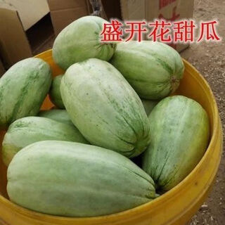 Shop blooming melon super sweet melon seeds green skin green flesh early mature spring and autumn planting fruit seeds xinjiang blooming melon seeds four packs about 824 tablets