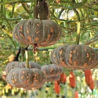 Specially sweet pumpkin seed flavor sweet pumpkin vegetable seed lazy mopan large pumpkin seed mopan large pumpkin seed this year’s new species st2998 new species 2 packs of about 44 seeds, good germination