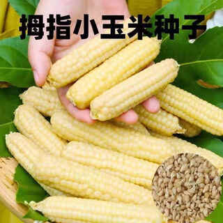 Qizhe xishuangbanna xiangnuo thumb corn seeds yunnan thumb corn seeds milk finger seeds complete collection new seeds 1 pack about 50 grains +