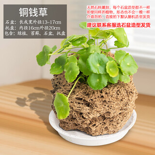 Stone flowerpot absorbent stone water stone original stone natural flowerpot with asparagus bamboo and calamus succulent plant micro landscape pot 13-17cm stone pot + copper money grass package one