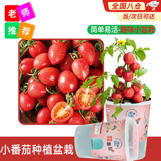 Dewoduo diy children's fun planting pot set small tomato seeds flower green plant potted vegetable observation planting cup