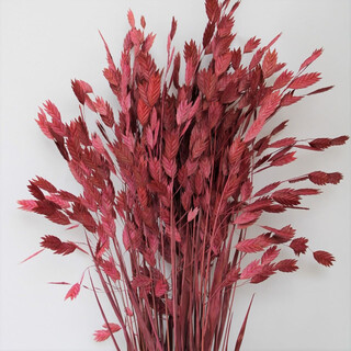 Znmw eternal flower small pangrass dried flower bouquet handmade diy photography props decoration flowers home decoration flower arrangement ornaments dark red 30 pieces about 60cm