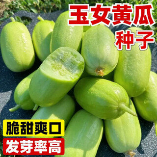 Mini jade girl fruit cucumber seeds, raw, crispy, sweet and residue-free small cucumber seeds for four seasons potted balcony vegetable seeds jade girl fruit cucumber seeds, mini type, about 101 pieces, new species this year