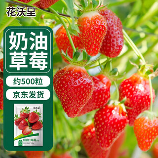 Huawari cream red strawberry seeds 500 good feeding fruit seeds four seasons fruit potted balcony indoor courtyard