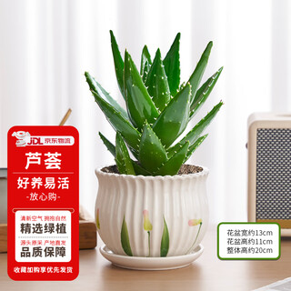 Hua weng potted indoor flowers, green plants, cactus plants, large aloe + tulip ceramic pots, straight hair from the source