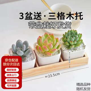 Two-legged running, door-to-door delivery, succulents with pots, office desktop potted plants combination, green plants, flowers, kindergarten potted plants, simple 3 pots (potted plants are good)